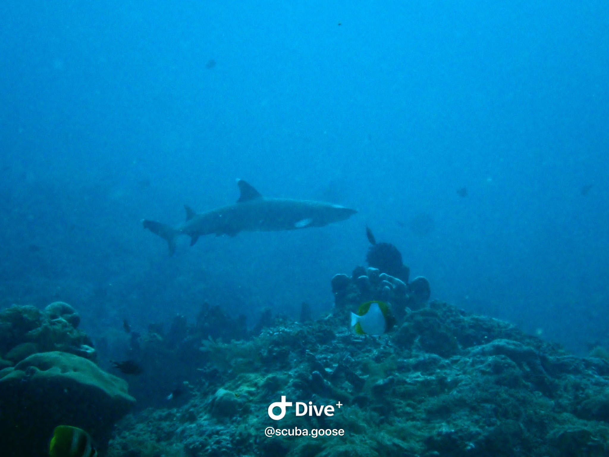 Shark Conservation Specialty Gili Islands Scuba Diving Indonesia